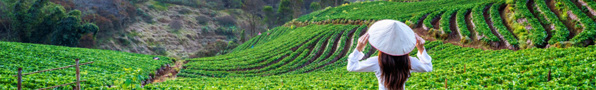 Benefits of drinking tea in summer